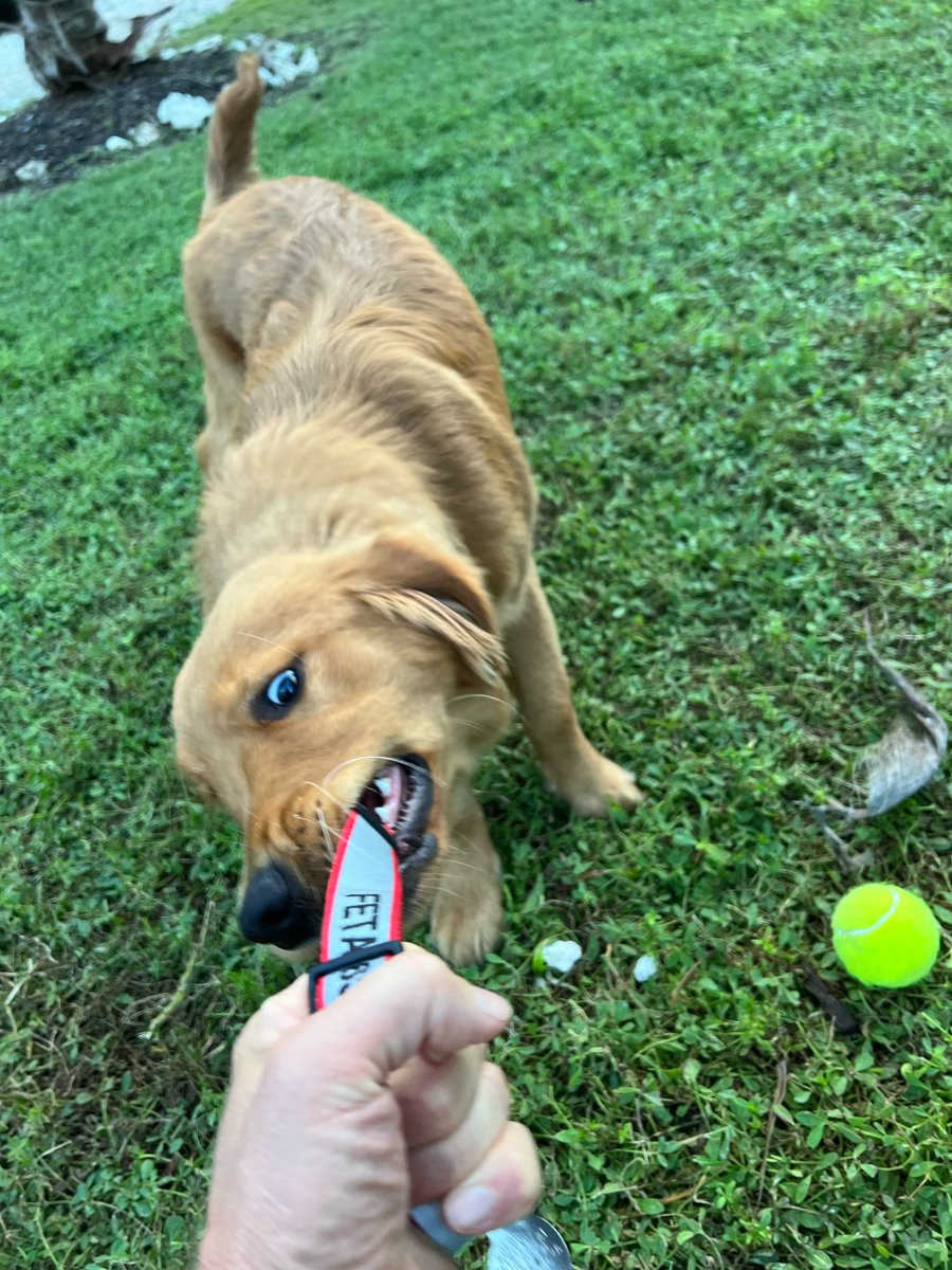 The Golden Ratio tweet media