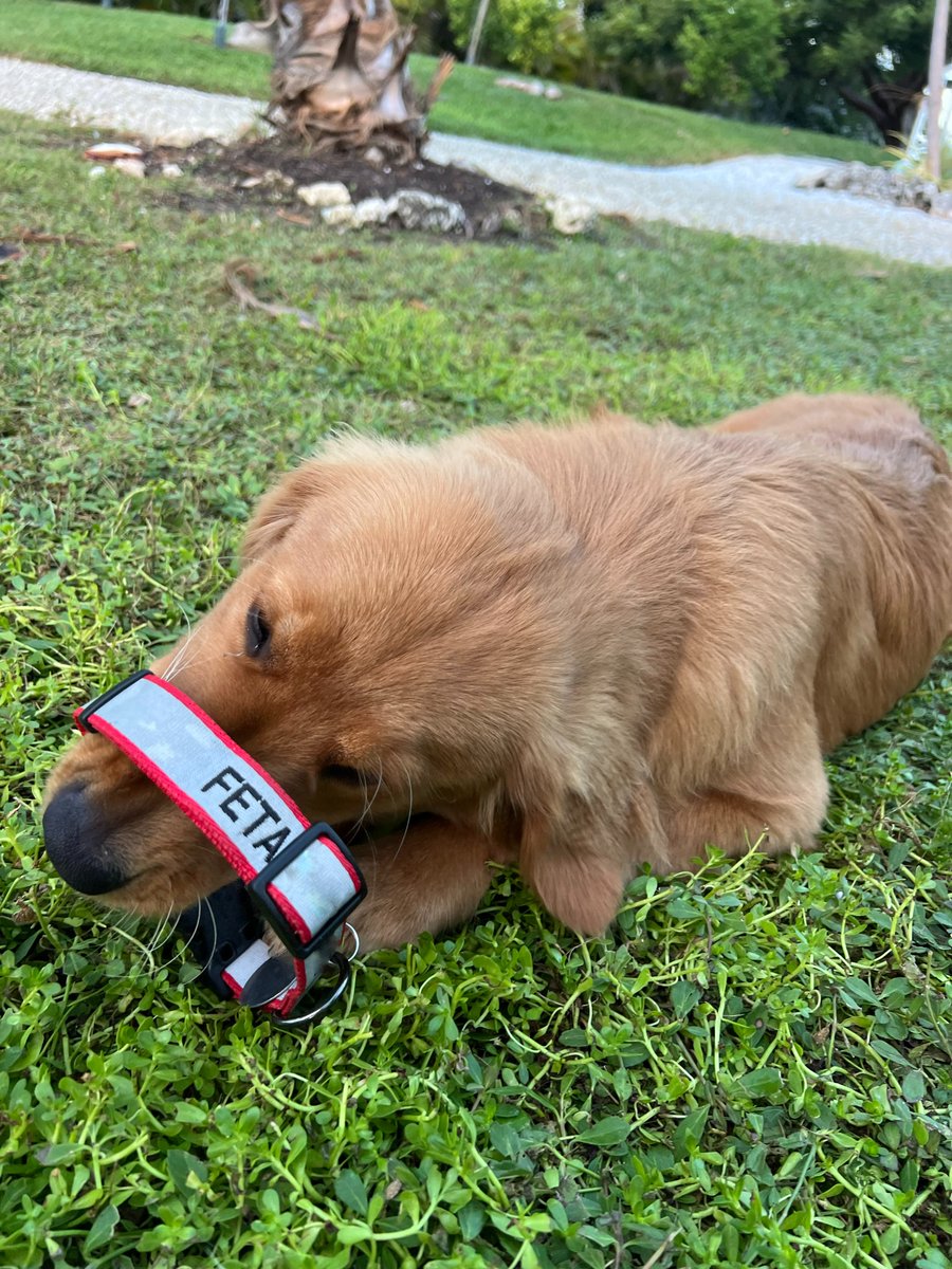 The Golden Ratio tweet media