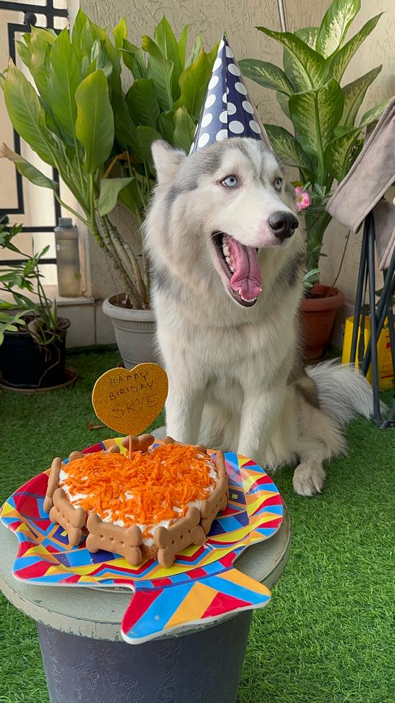 Our baby girl Skye turned one today !
She enjoyed the homemade chicken cake with peanut butter and carrots topped with a frosting of cottage cheese nd grated carrots.
#bakedfromscratch
#homemade
#bakedwithlove
#noaddtives
#nopreservatives
#nomaida
#nosugar