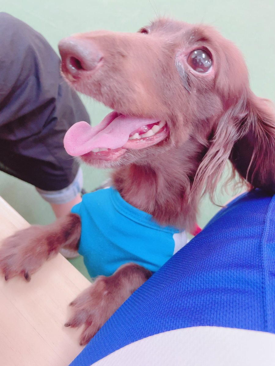 ダンボみたいに耳で空飛びそうなゆのちゃん🐾🐶