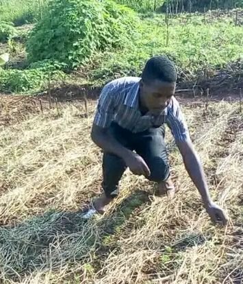 RightCohen's tweet photo. WHAT IS CONSERVATION AGRICULTURE???
Conservation agriculture is a farming system that promotes the maintenance of a permanent soil cover, minimum soil disturbance, and diversification of plant species.

Thread: 1/2. https://t.co/2CoIMcPDWG