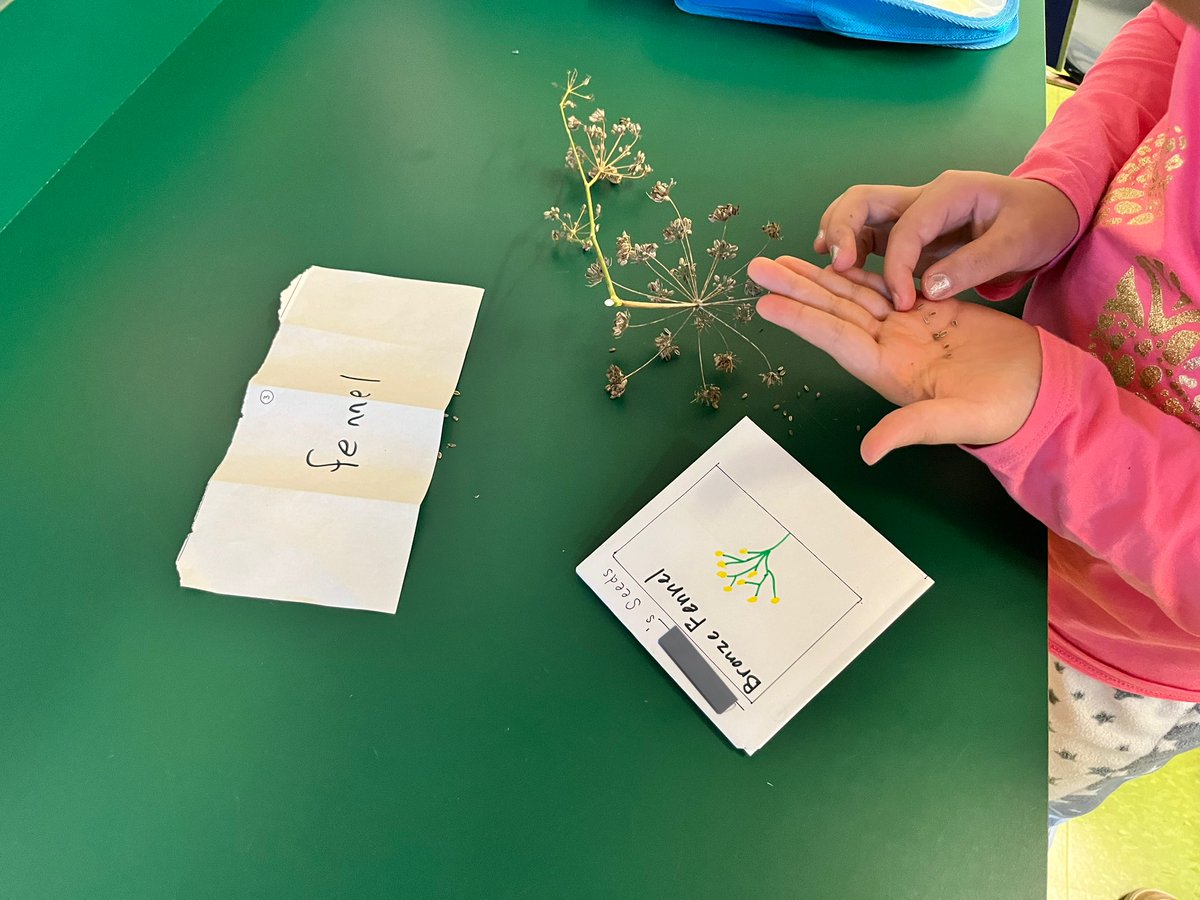 Our final fall garden session. Indoors today due to the frost but we got to package our own seeds for next season! #heathcotepride