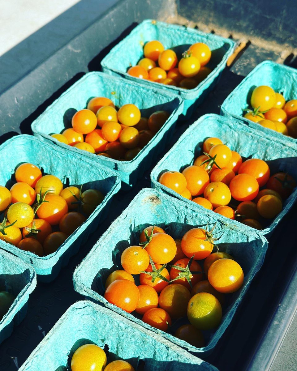 MillerANC1A05's tweet photo. It’s getting chilly, but we’re still harvesting. Fresh HONEY from our #Edgewood and #Lederer #CommunalFarms Come by TODAY (11/2) @DCDPR #PowellCommunalFarm ( 3149 16th St), 11-12PM with FREE 🥬🌶️ 🍯! #honeybears #UrbanFarming #communityfirst #MoreThanRec #wherefunhappens https://t.co/XefHvsIsoa