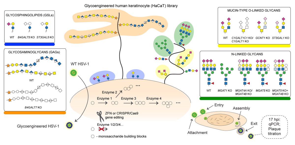 I am thrilled to share our paper on the roles of glycans in HSV-1 infection of skin cells out <a href="/natcomms/">Nature Communications</a> today. It is dear to my heart having worked on it with the best buddies <a href="/cphglyco/">Copenhagen Center for Glycomics</a> and with help from our friends in Sweden. rdcu.be/dp5gE  <a href="/HansWandall/">Hans Wandall</a> #glycotime