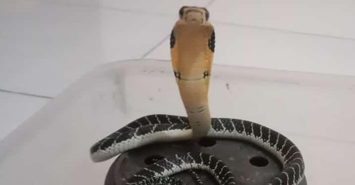 Coper_Indonesia's tweet photo. King Cobra bernama latin Ophiophagus hannah, dan merupakan salah satu ular paling berbisa di dunia.
Panjang ular king cobra bisa mencapai 18 kaki atau lebih dari 5 meter, yang menjadikan ular ini sebagai ular berbisa terpanjang di dunia. https://t.co/EJ3BPZvQKD