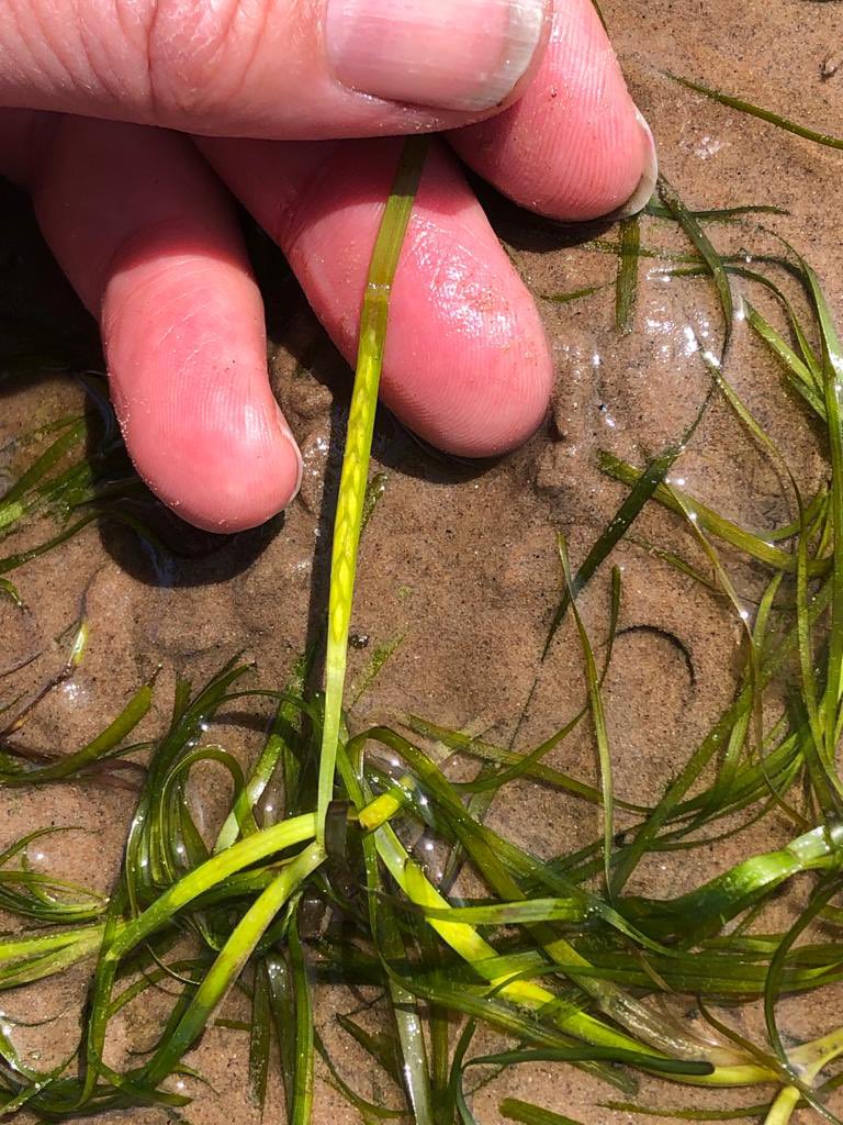 Moray Ocean Community tweet media