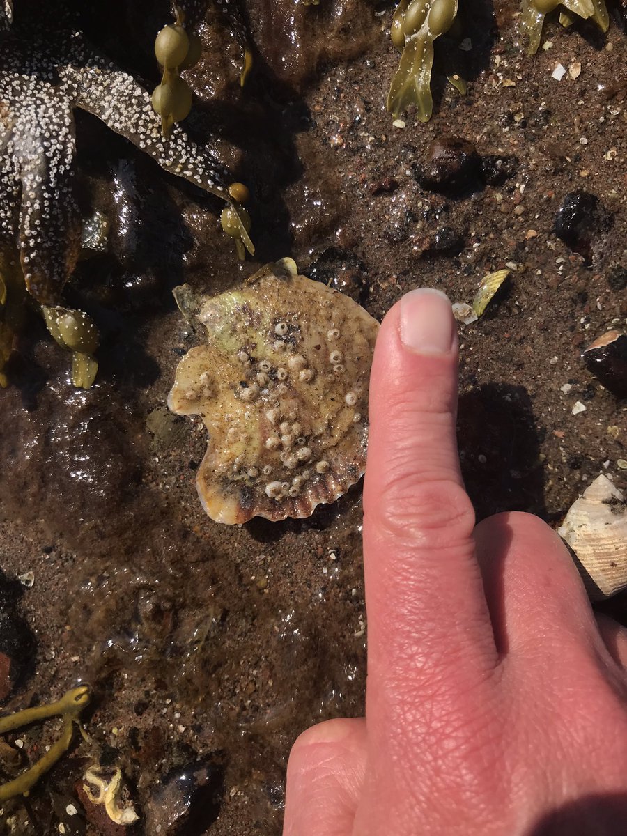 Moray Ocean Community tweet media