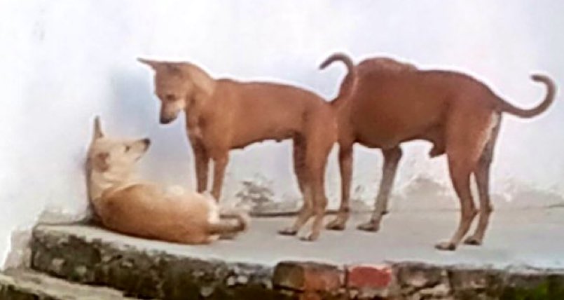 CanisPariah's tweet photo. People are asking me how do Indian Pariah dogs look!

They look like these :-  
Dominantly found in yellow coat (pix1) but ‘black &amp; tan’ morph (pix2) also exists, erect ears, with/without white chest. Almond shaped eyes. Males r bigger (right in pix2), solid black rare but occurs https://t.co/f6RRhsCeEb
