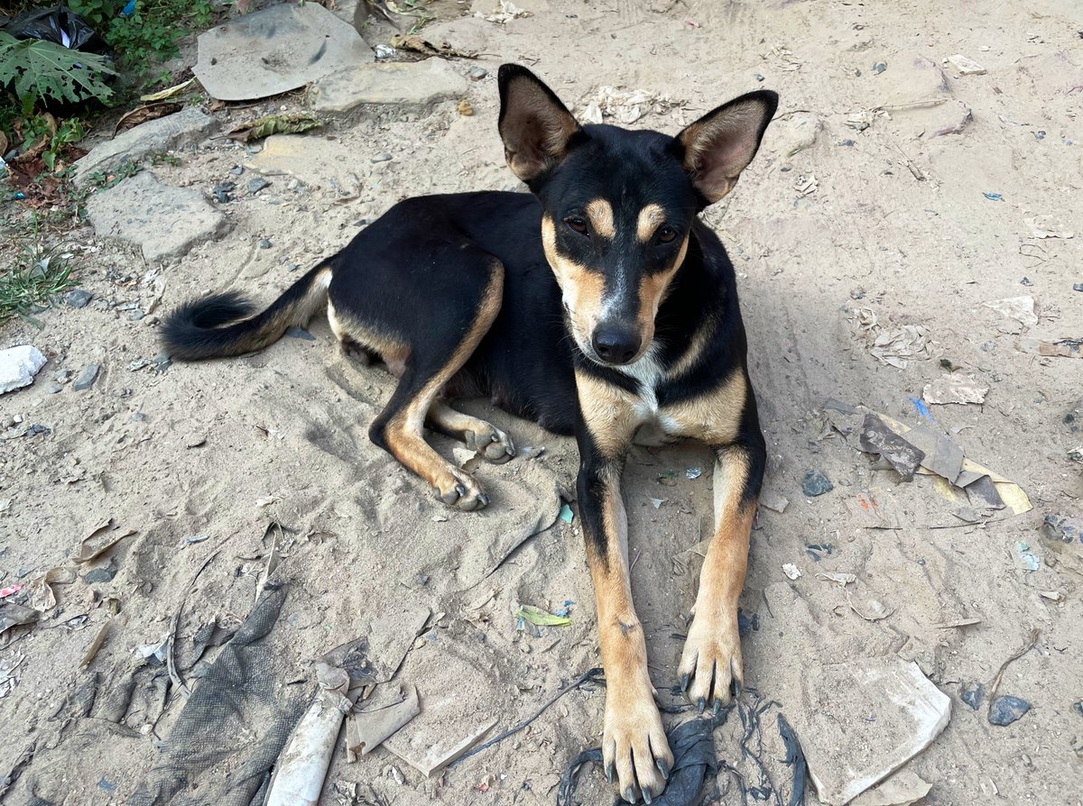 CanisPariah's tweet photo. People are asking me how do Indian Pariah dogs look!

They look like these :-  
Dominantly found in yellow coat (pix1) but ‘black &amp; tan’ morph (pix2) also exists, erect ears, with/without white chest. Almond shaped eyes. Males r bigger (right in pix2), solid black rare but occurs https://t.co/f6RRhsCeEb