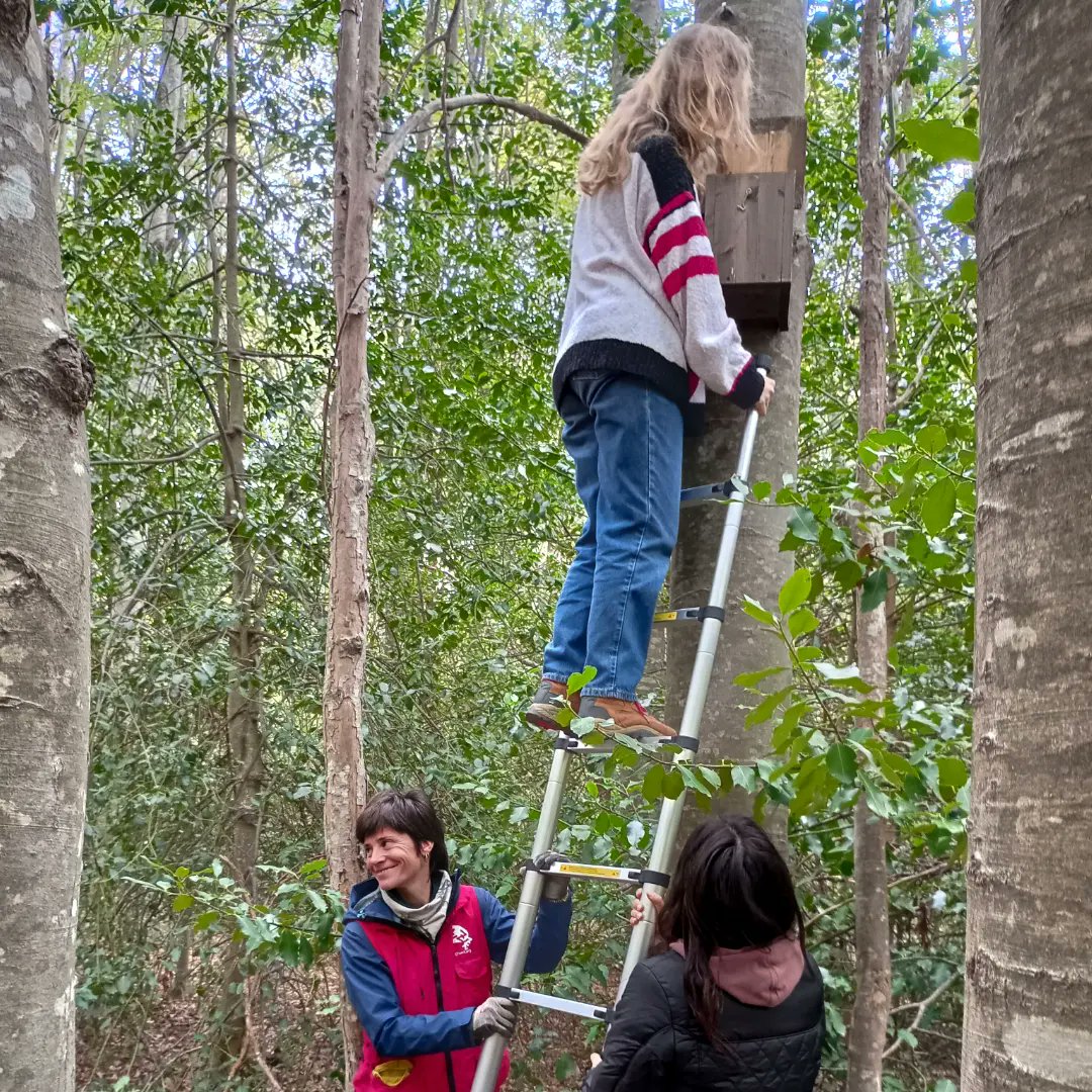 ebmontseny_ico's tweet image. La setmana passada, ens vam unir a l&apos;últim control de caixes niu de liró gris a prop del convent dels salesians d&apos;aquesta temporada. Tot i que la majoria de caixes estaven buides, vam trobar dos individus en una de les caixes.  joves els propers anys. @ProjecteLiro @mcngranollers