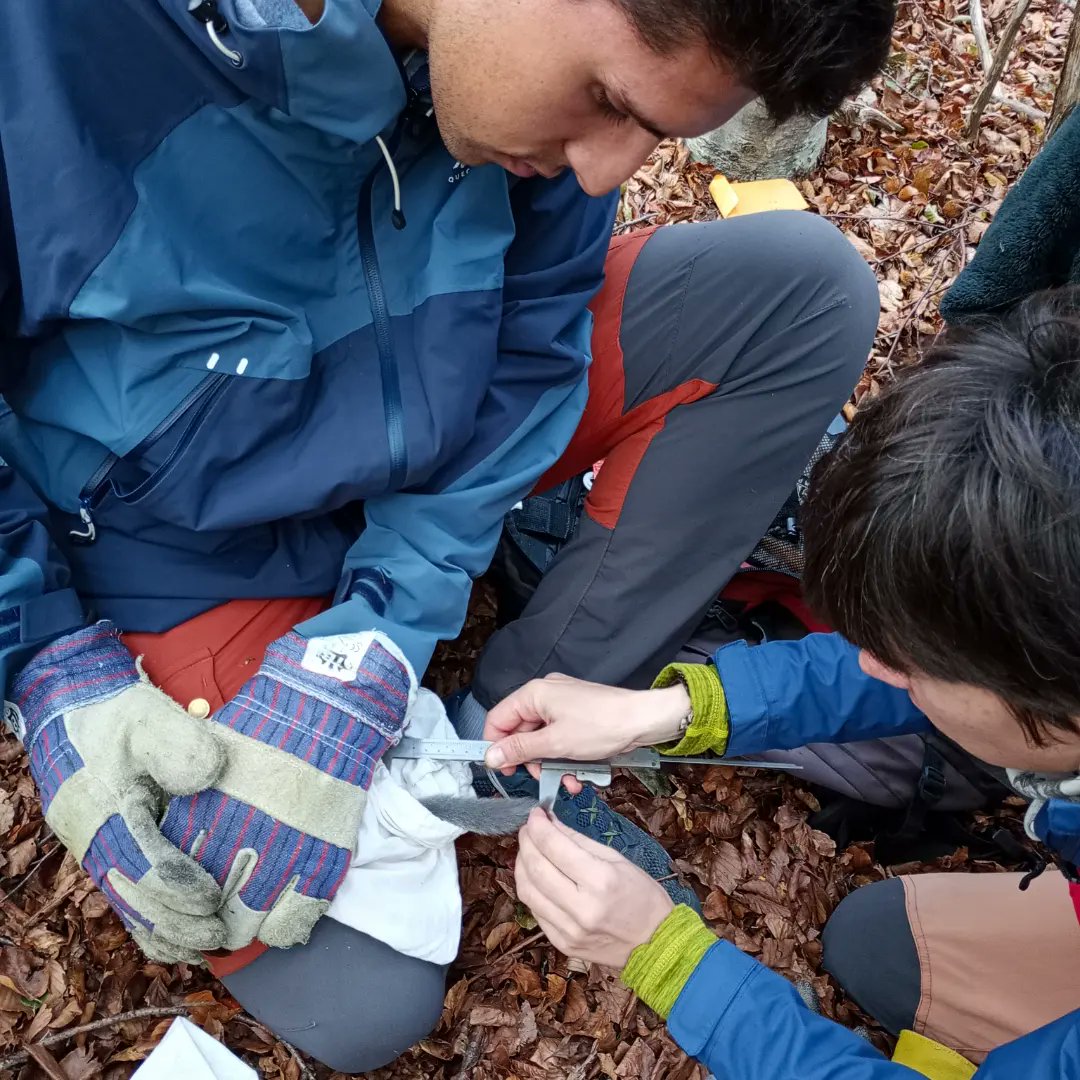 ebmontseny_ico's tweet image. La setmana passada, ens vam unir a l&apos;últim control de caixes niu de liró gris a prop del convent dels salesians d&apos;aquesta temporada. Tot i que la majoria de caixes estaven buides, vam trobar dos individus en una de les caixes.  joves els propers anys. @ProjecteLiro @mcngranollers