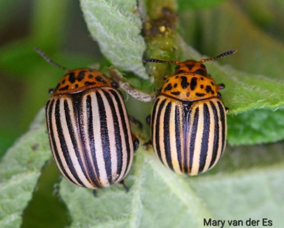 maryvanderes's tweet photo. #Dag2 van de #fotochallenge #November_Kiek.

#Duo

#Coloradokever #Leptinotarsa_decemlineata #Colorado_Beetle .

@Tpzijl @entomologyArt https://t.co/vMMdQBM3aQ