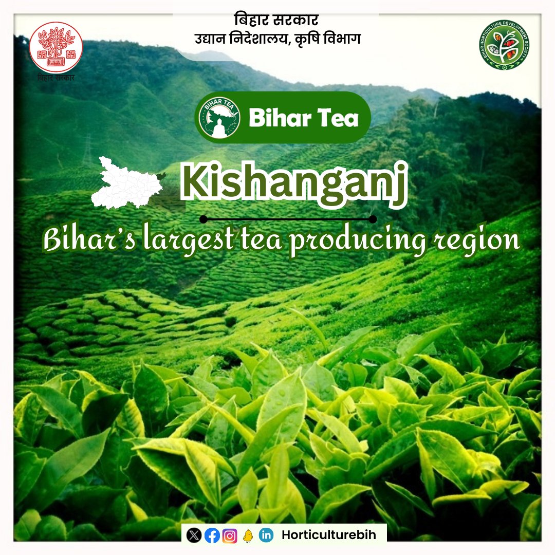 HorticultureBih's tweet photo. #Kishanganj is Bihar’s largest tea-producing region.
@KumarSarvjeet6
@SAgarwal_IAS
@dralokghosh
@abhitwittt
@Agribih
@AgriGoI
#agriculture #Tea #BiharTea #horticulture #Bihar https://t.co/YFxQfSFR5Q