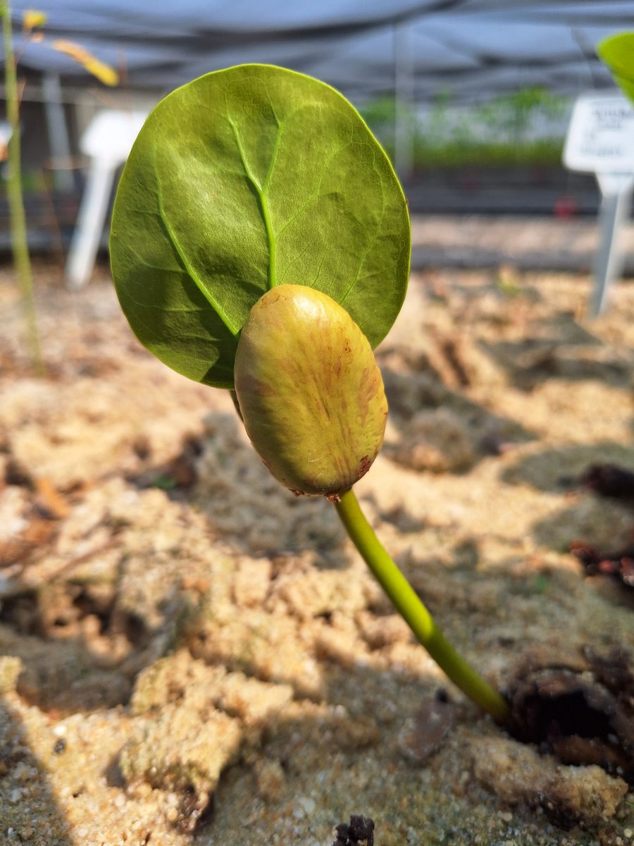 Black Jaguar Foundation tweet media