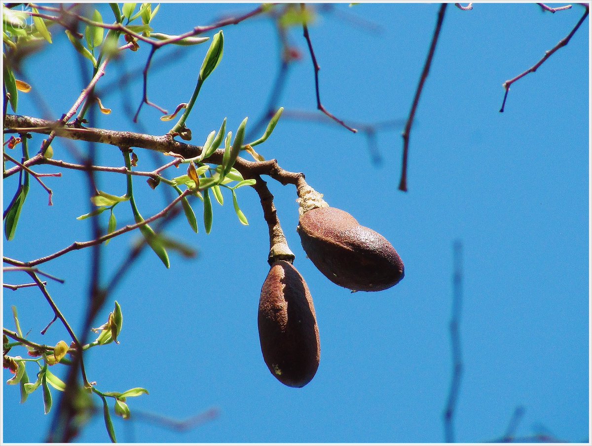 Black Jaguar Foundation tweet media