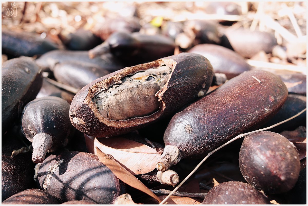 Do you know what species this seedling is? 🌱🤔

It is the Jatobá tree! Providing nutritious fruits to both fauna and local populations. It is considered one of the most important trees in the region's ecosystem and, therefore, is an essential species in our projects.