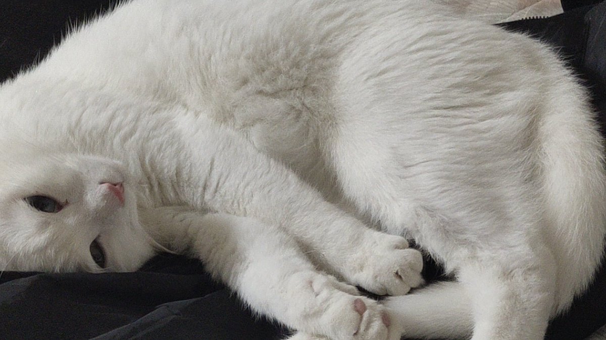 dfslgc's tweet photo. 😽 https://t.co/IrXc80BwPG