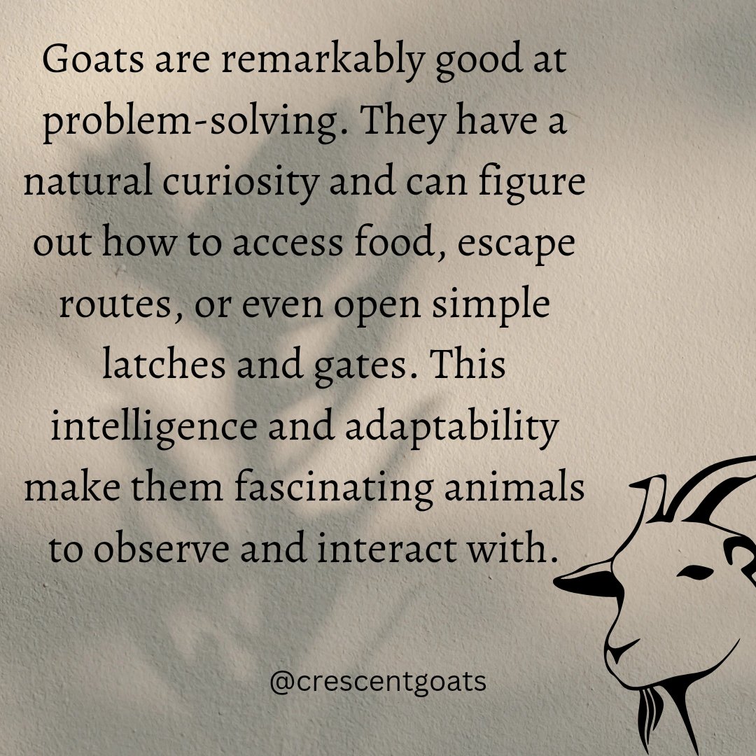 GoatsSana's tweet photo. #GoatIntelligence
#AnimalCuriosity
#GoatProblemSolving
#HerdingBehavior
#GoatCommunity
#AnimalIntelligence
#CuriousGoats
#GoatCompanionship
#SmartAnimals
#GoatObservations https://t.co/vg9HJcVNaF