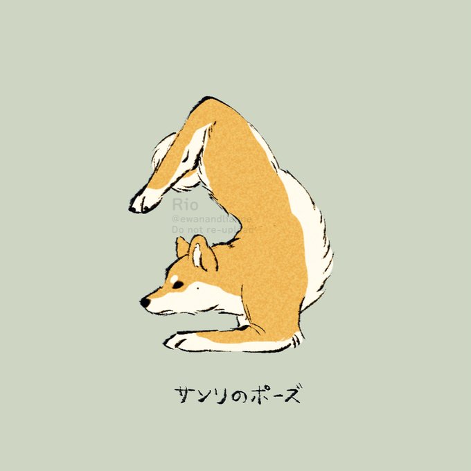 「ヨガを嗜む柴犬さん」のTwitter画像/イラスト(新着))