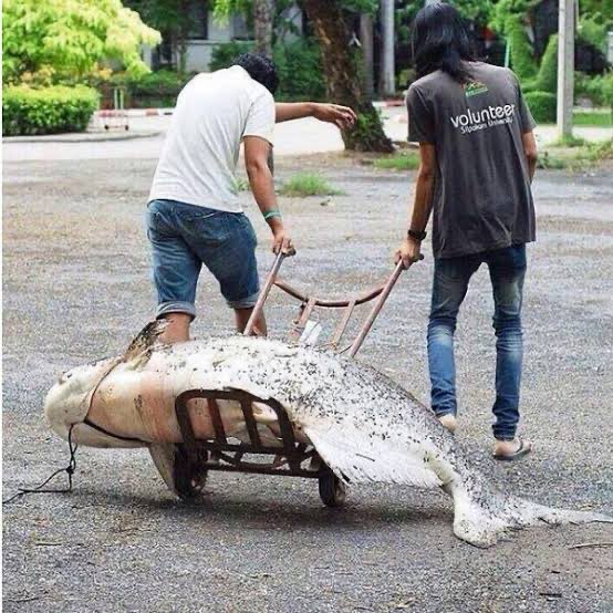 และนี่คือปลาในสระ