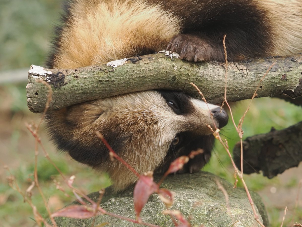 VulpesPerson's tweet image. 