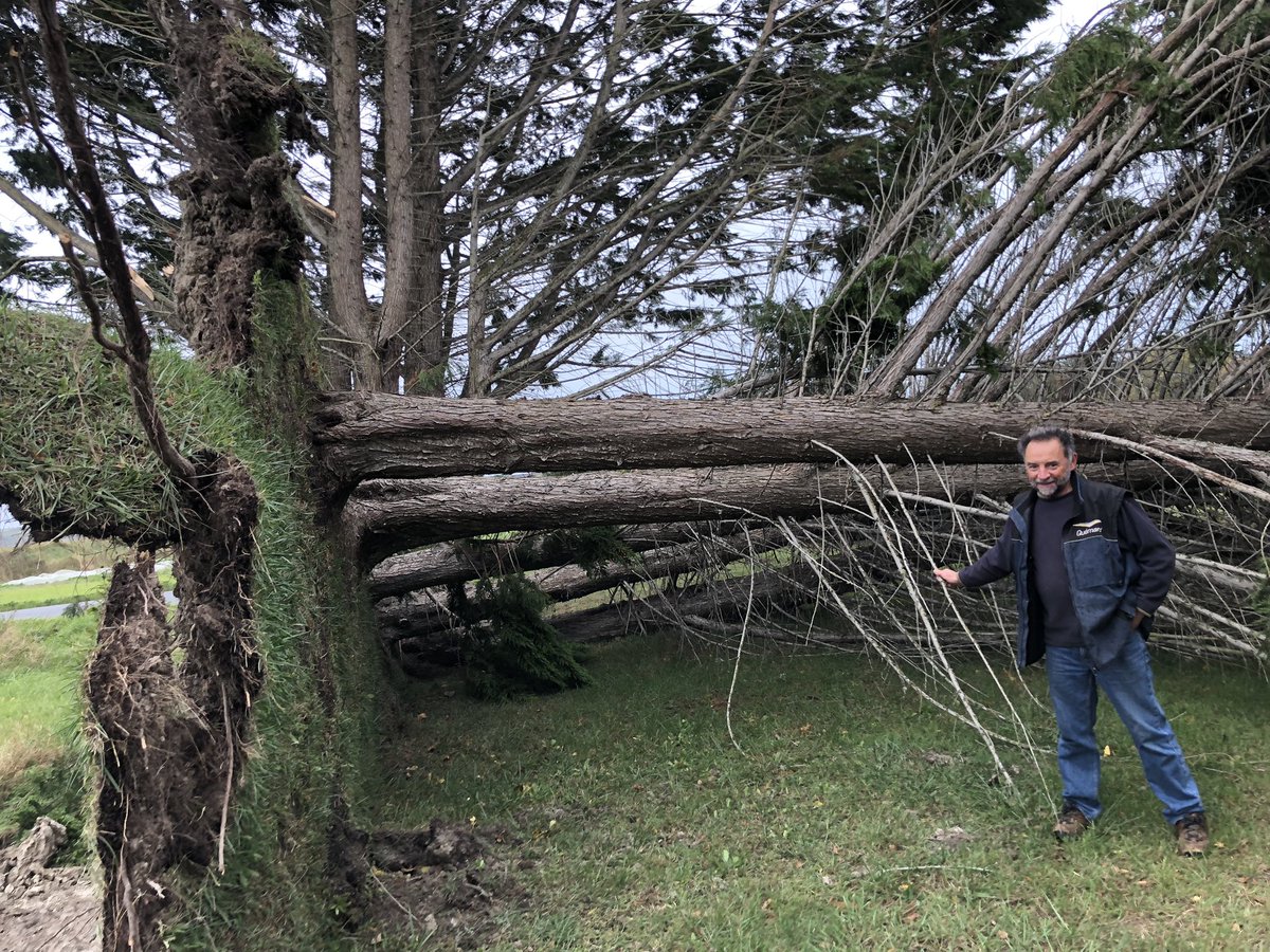 A #Hillion Ciaran a déraciné six sapins d’un seul bloc, la maison de Patrick est un peu plus éloignée : «  On a entendu des bruits dans la charpente de la maison vers 3 h 30 » <a href="/OuestFrance22/">Ouest-France 22</a>