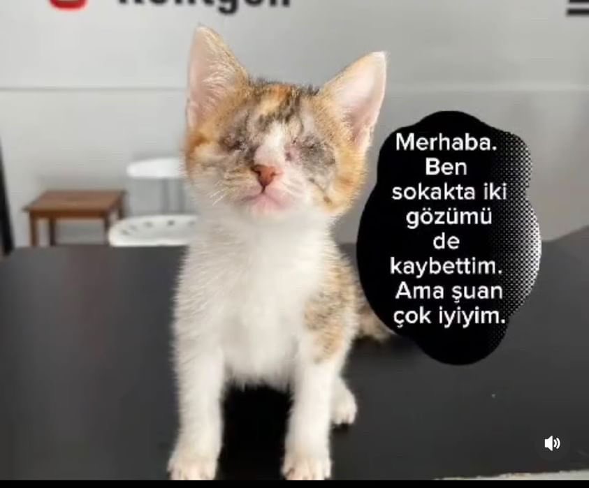 Çok minicik ve dünyası kapkaranlık..
Minik kızımız 3aylık..
Acil yuva🏠arıyoruz 🙏
Samsun

05462190702

<a href="/Engelsizpati/">Engelsizpatilereyuva 🐾</a> 
<a href="/bicaninhikayesi/">engellicanlarayuvaariyorum</a> 
@Moveon1881 
<a href="/masum_gozler/">Masum Gözler</a> 
<a href="/evsiz_hayvanlar/">yuvaarayanhayvanlar</a>