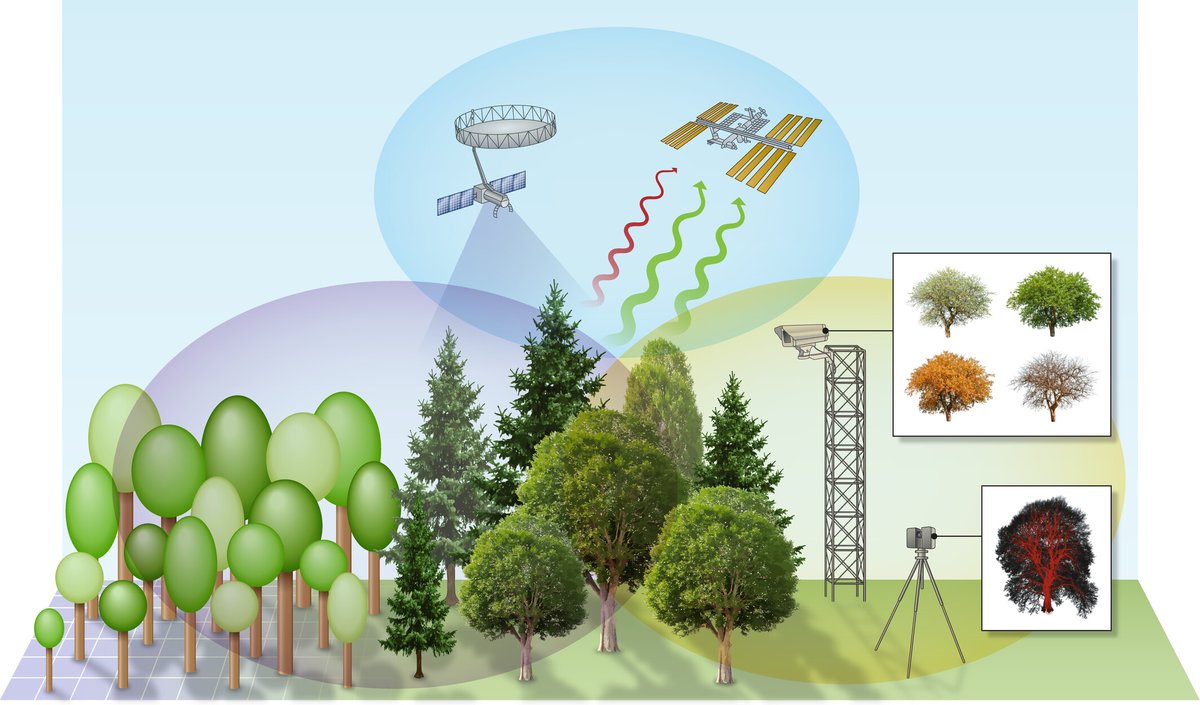 Innovations in plant science from integrative remote sensing research: an introduction to a #VirtualIssue #RemoteSensing allows us to observe plants across scales, advancing our understanding of organismal and ecological processes in #PlantScience. 📖 ow.ly/gOFC50Q3mUF