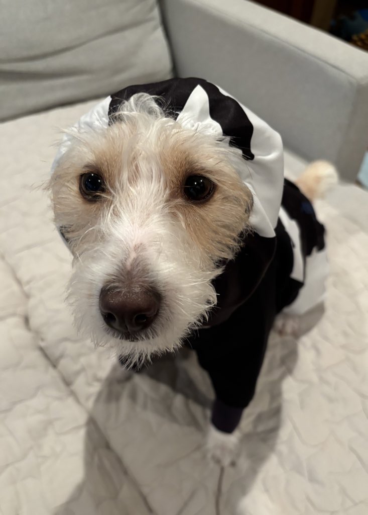 JackRussell_wwf's tweet photo. フード被せても可愛い😍 https://t.co/97gFTZSWHe