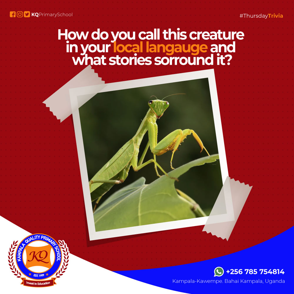 In our #ThursdayTrivia segment today we ask: How do you call this creature in your local languages and what are the stories that surround it?😃🤣  Talk to us in the comments below. #ThursdayThoughts #thursdaychallenge #trivia #InvestInEducation.
