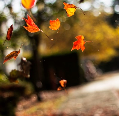Ik lieg niet: terwijl storm Ciarán zijn hoogtepunt bereikt loopt er iemand met een bladblazer buiten.