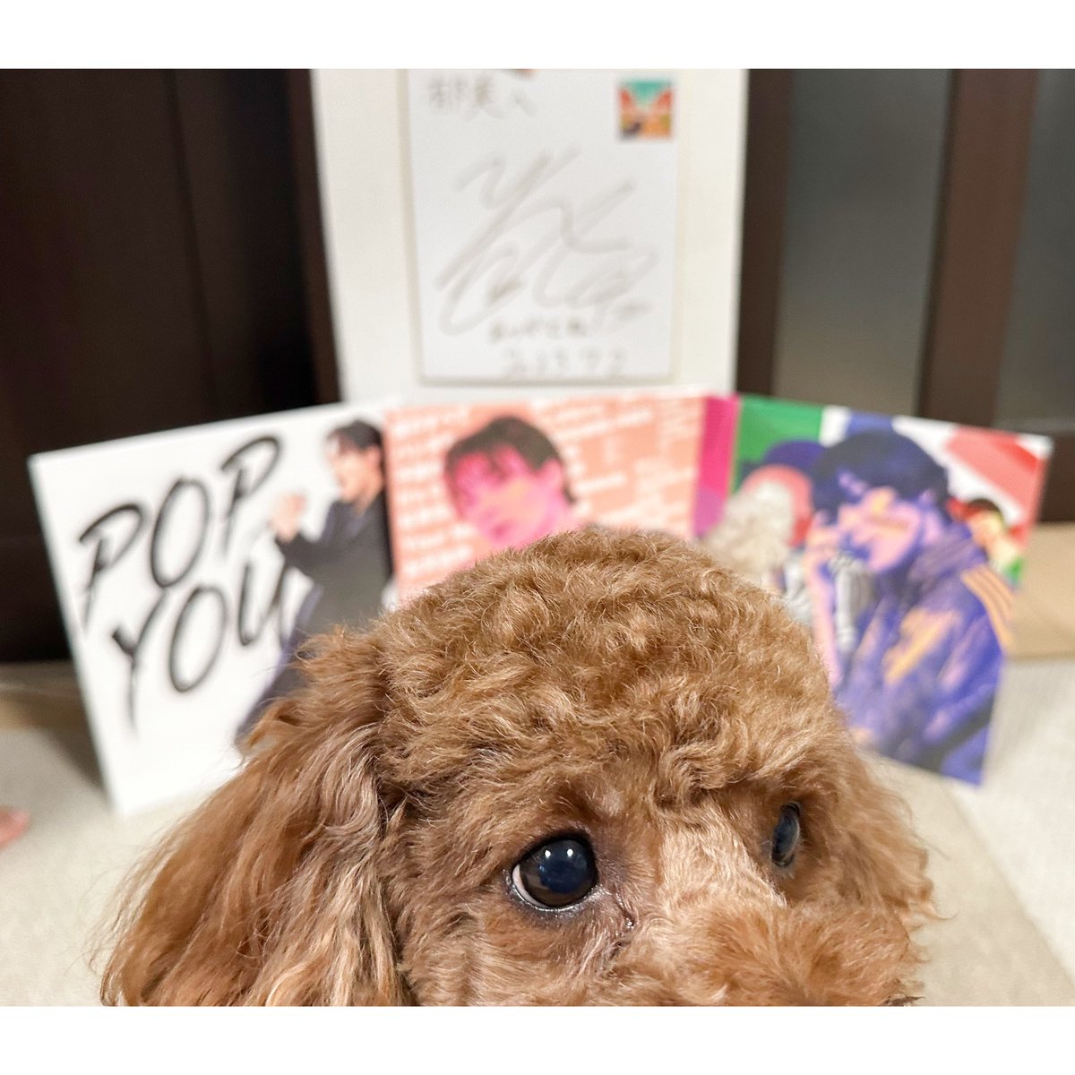 tocchiina's tweet photo. レコード受け取れたー♡♡♡
(🐕にピントが合ってしまった!笑)
豪華賞品もありがとうございます!!
家宝にします🫶
#岸洋佑
#POPYOU https://t.co/b4xkyANv1h