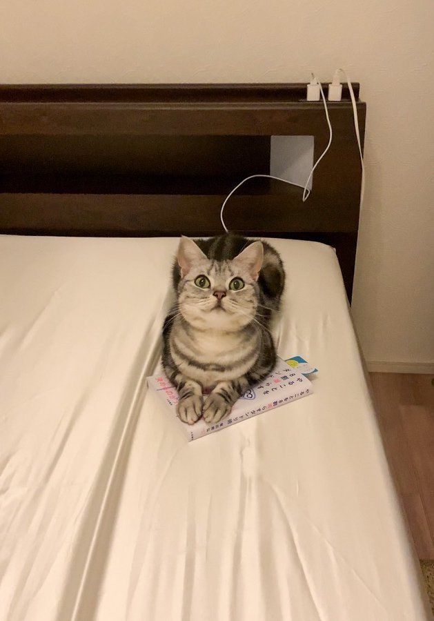 小さな女の子は猫が大好きです tweet media