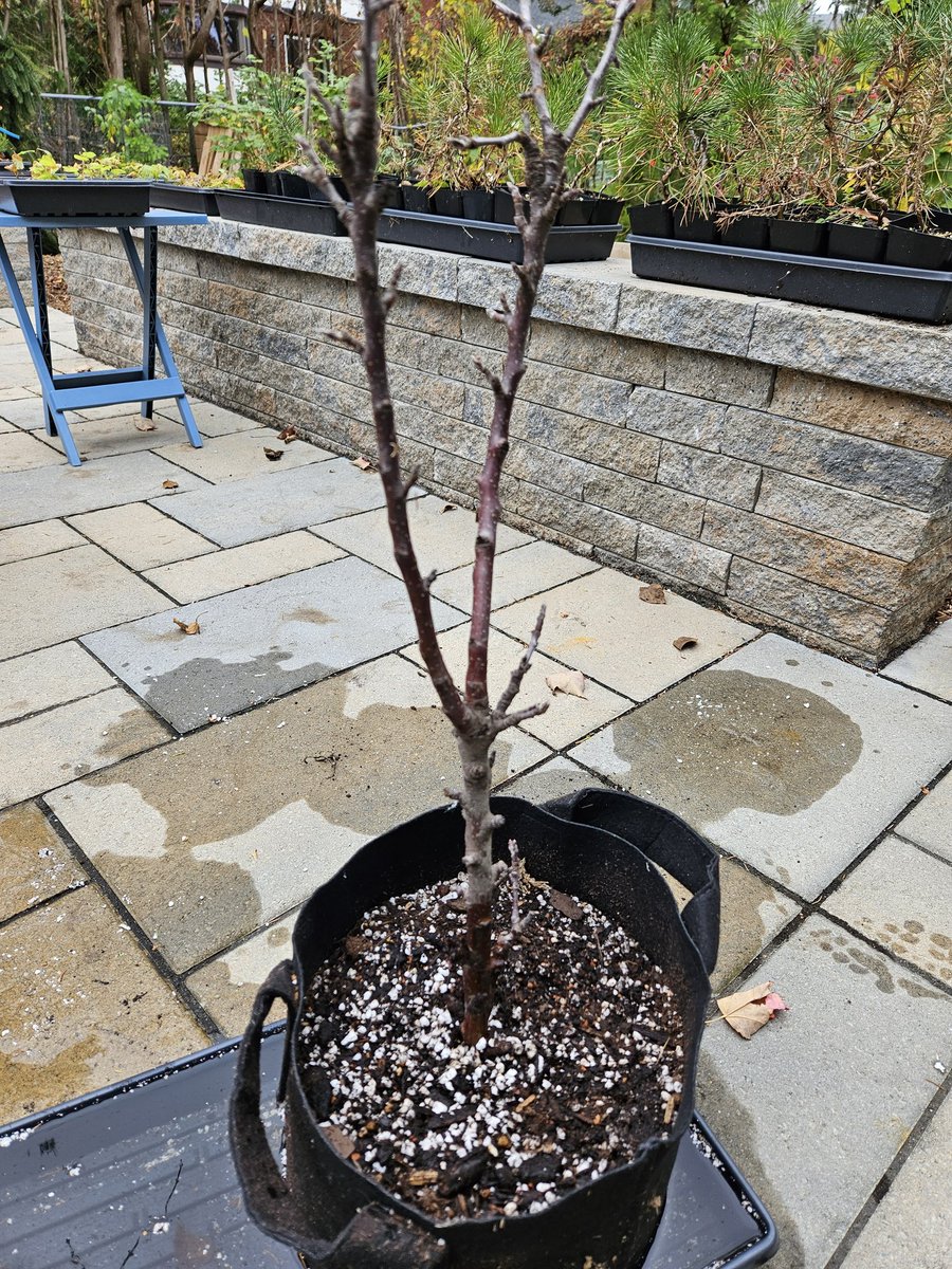 HappyMapleTrees's tweet photo. More airlayers potted up
Degroots spire cedar & emerald spire crabapple
#happymaplenursery #airlayer #bonsai https://t.co/MmKUf5CsJX