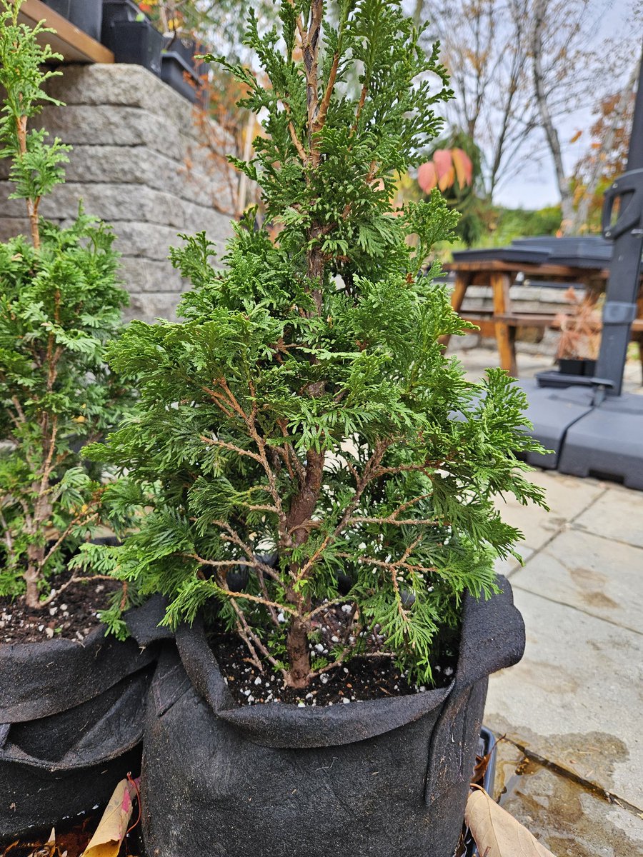 HappyMapleTrees's tweet photo. More airlayers potted up
Degroots spire cedar & emerald spire crabapple
#happymaplenursery #airlayer #bonsai https://t.co/MmKUf5CsJX