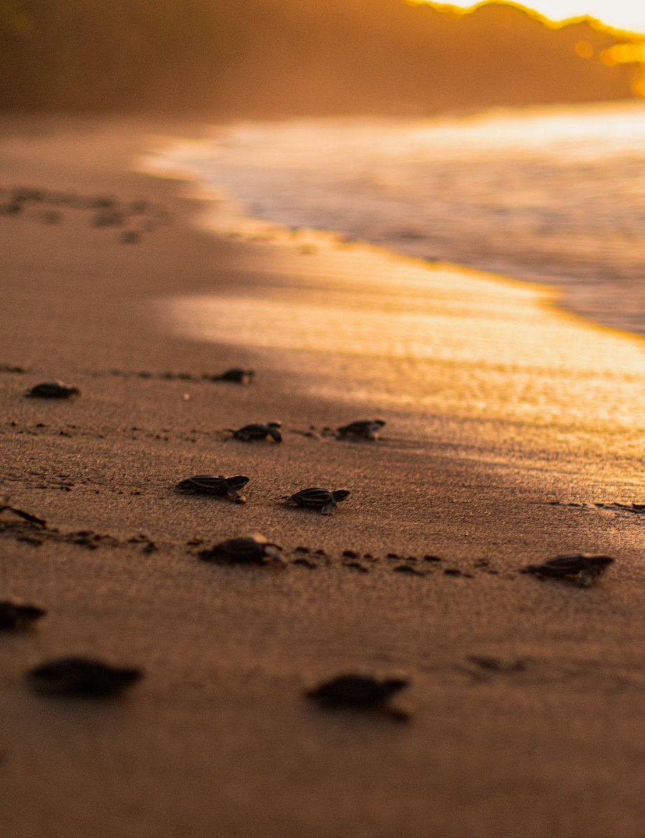 Gaby_MarieG's tweet image. Just a reminder that amidst all the ills that plague our twin island, T&amp;amp;T is an extremely beautiful and blessed place 🇹🇹