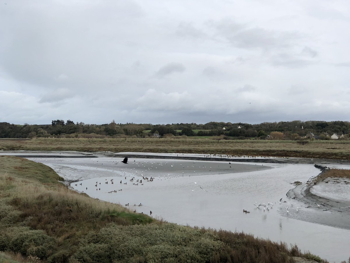 Alors que Ciaran souffle toujours, les oiseaux de la baie de #SaintBrieuc offrent une image de sérénité aux grèves de #Langueux <a href="/OuestFrance22/">Ouest-France 22</a>