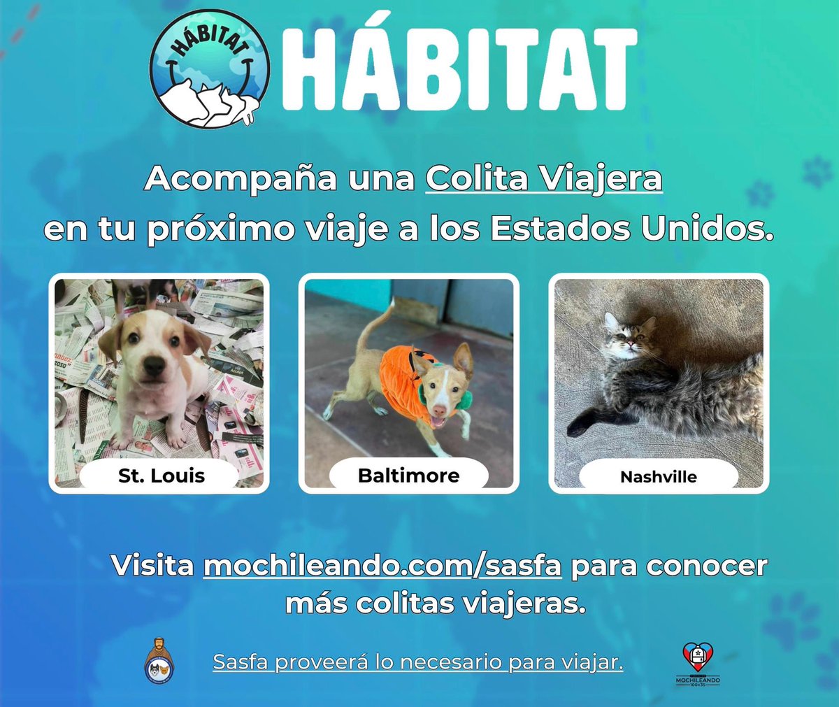 WilMochileando's tweet photo. Necesitamos tu ayuda. Si vas de viaje próximamente a: Albany, Baltimore, Nashville, St. Louis o Washington, D.C., puedes ayudar a uno de estos peluditos a llegar a sus nuevas familias.  Se cubren todos los gastos.
Escríbenos a info@sasfapr.org. Visita https://t.co/uxcn7yDeFq. 🫶🏽✈️🐶🐱