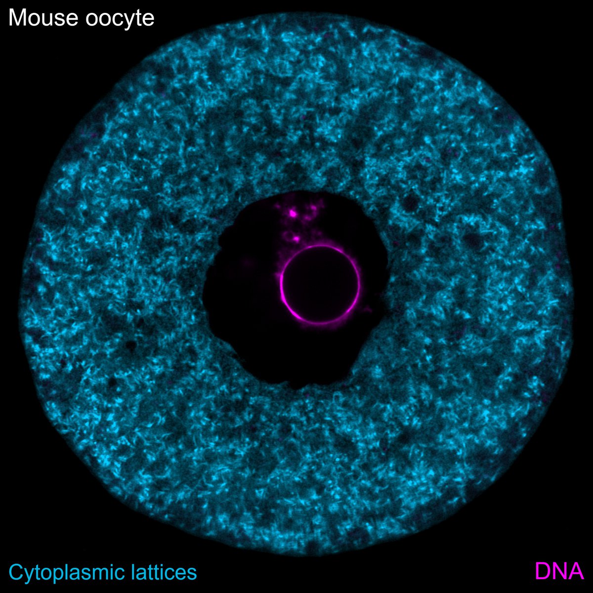 Our new paper in @CellCellPress answers a decades-old question: what is the function and composition of enigmatic structures called cytoplasmic lattices in mammalian oocytes? -> They are storage sites for essential proteins for the early embryo! bit.ly/45XwShG🧵(1/10)