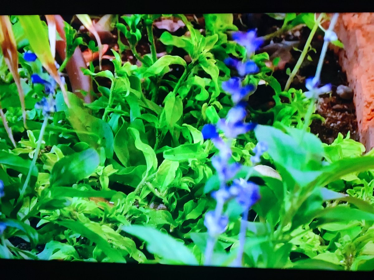 Rubbyrobbin_'s tweet image. MI GANADORA SI SEGUIMOS ASÍ: #GHVIP02N #GHVIP01N #GHVIP #GHVIP31O #GHVIP320 #RepescaAlbert #SINALEXNOHAYGH