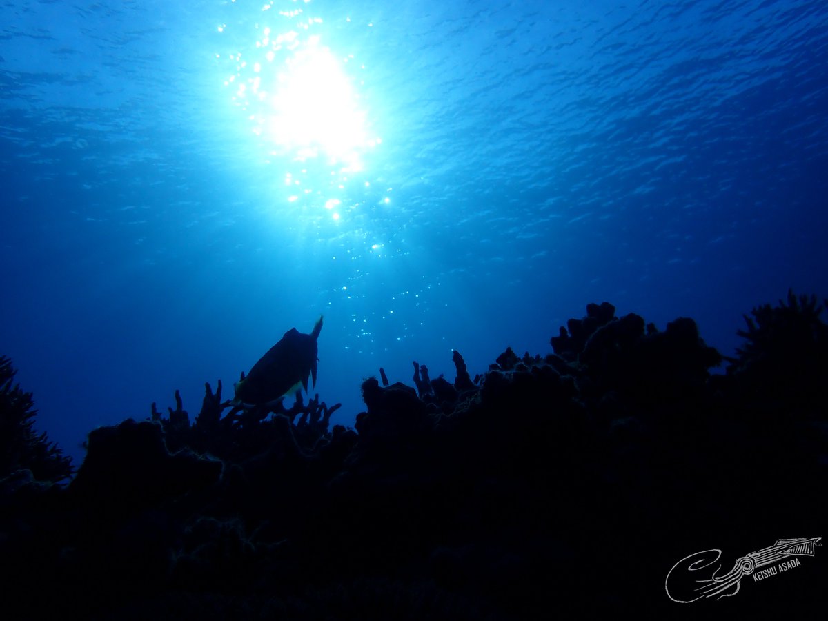 Cuttlefish silhouette