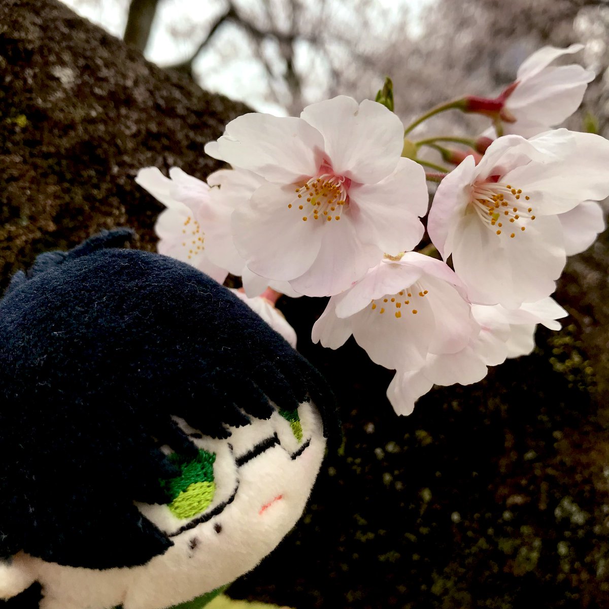 「#TLを花ともちでいっぱいにしよう 桜、ガーベラ、たんぽぽ、ネモフィラ」|鼬家📚4/9静コミA17のイラスト