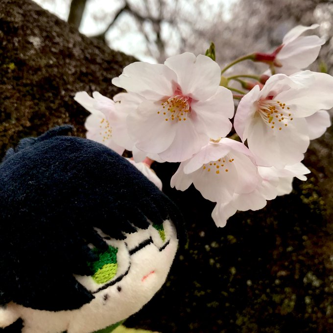 #TLを花ともちでいっぱいにしよう 桜、ガーベラ、たんぽぽ、ネモフィラ