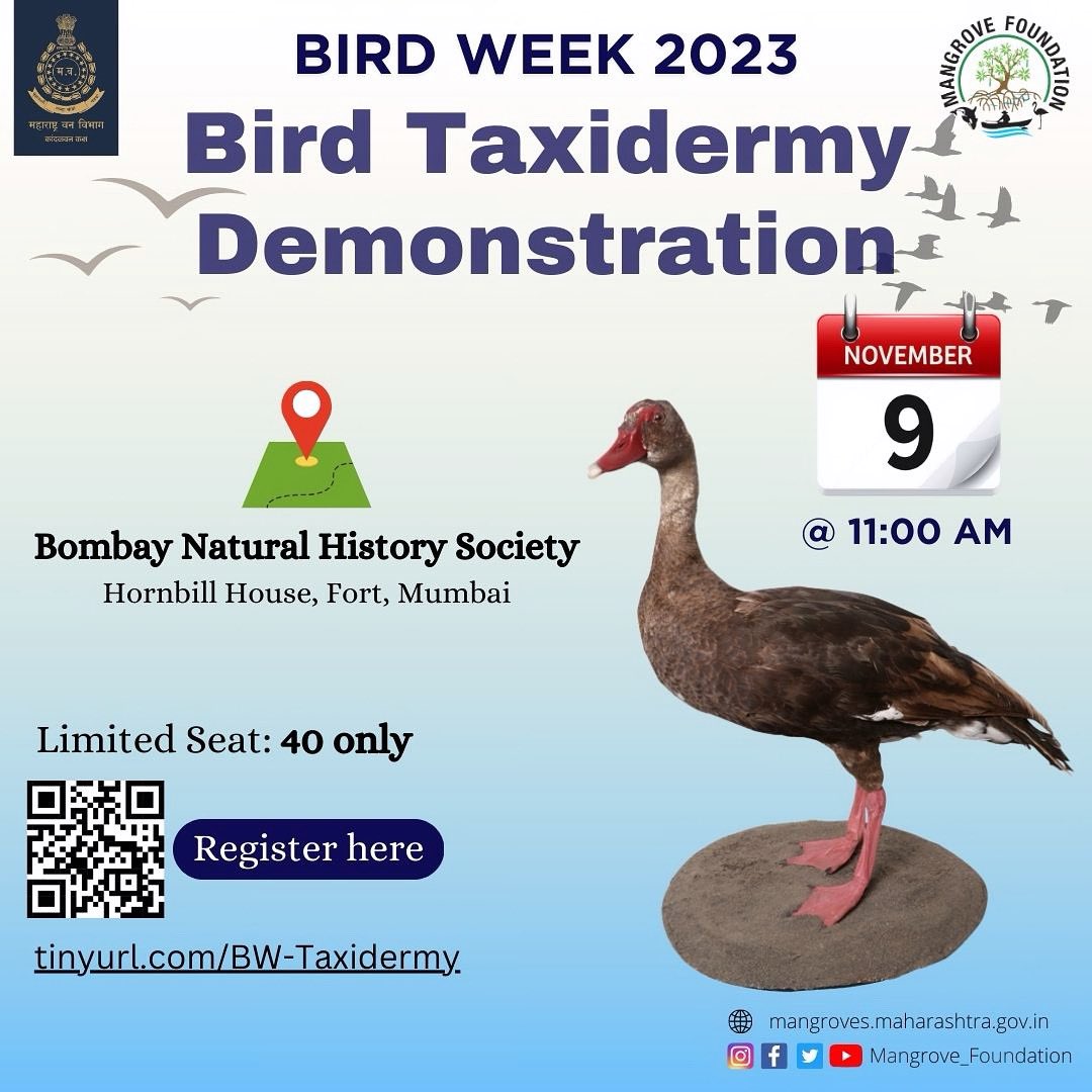 MangroveForest's tweet photo. The Mangrove Foundation is organising a *Bird Taxidermy demonstration* under BIRD WEEK 2023 on 9 Nov @ 11:00 AM at Hornbill House. 
Register here:  https://t.co/QdfRKHm9J2 (40 participants only)
@anitapatil_ifs @AdarshReddyIFS @MahaForest @CMOMaharashtra @Dev_Fadnavis @MahaDGIPR https://t.co/3AxJhbOzo5