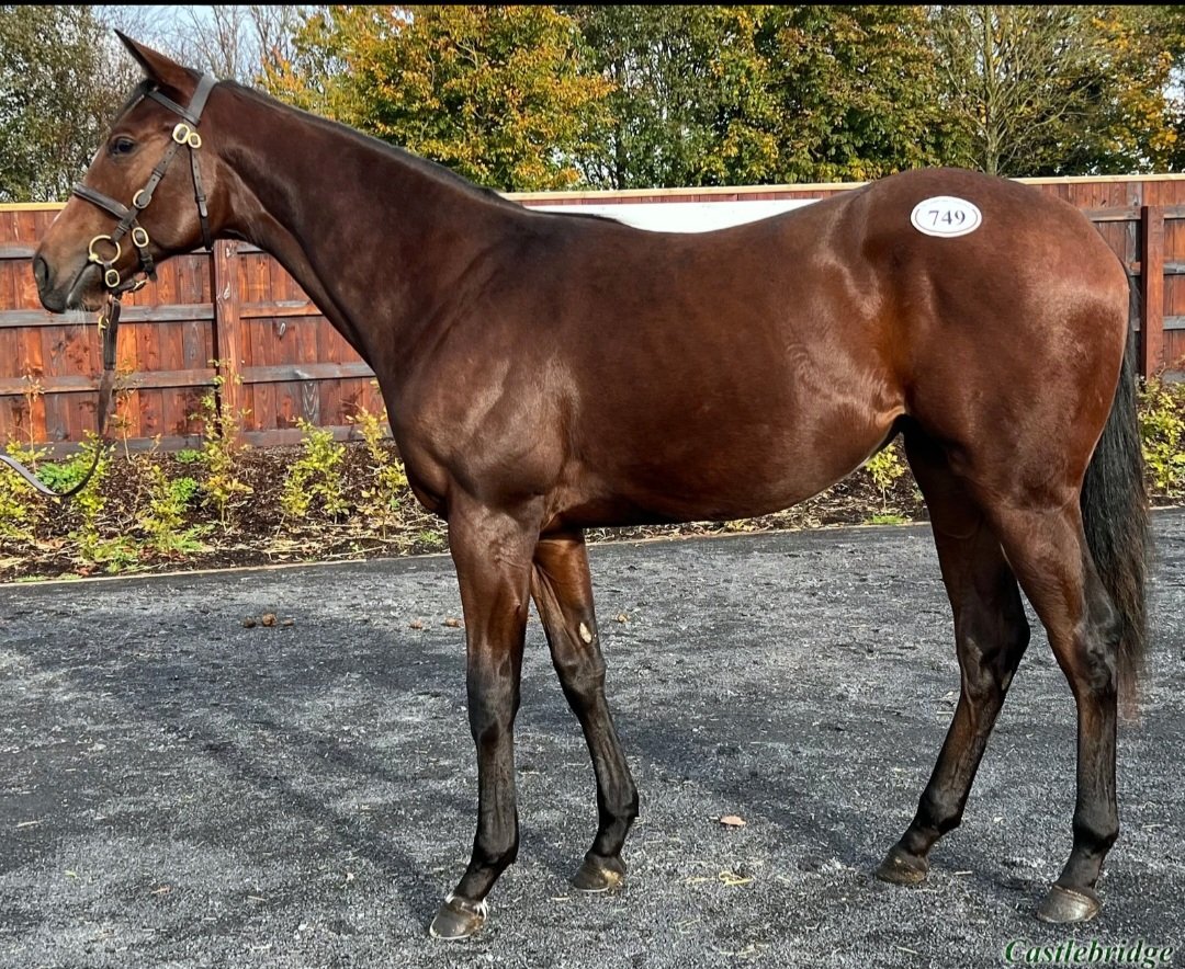 BAMurphy1's tweet photo. ‼️Lot 749 @Goffs1866  this evening‼️Sioux nation filly 
Own sister to the black type two year old Shagraan 
This is a diamond in the rough at today's sale and really should not be missed . @TheCastlebridge stable w11 
@coolmorestud https://t.co/QFle0c0hUd
