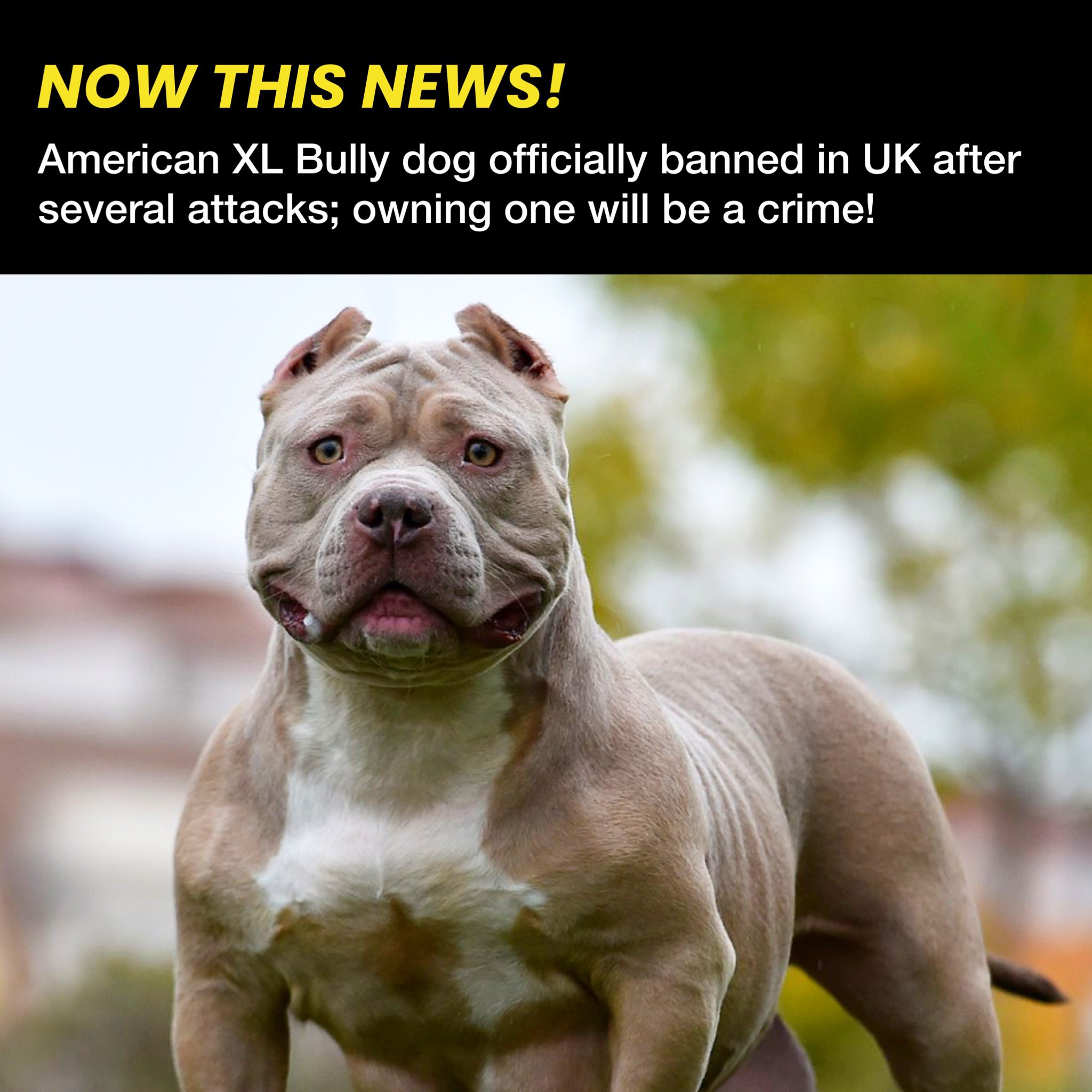 No Next Question on X: American XL Bully dogs will be officially