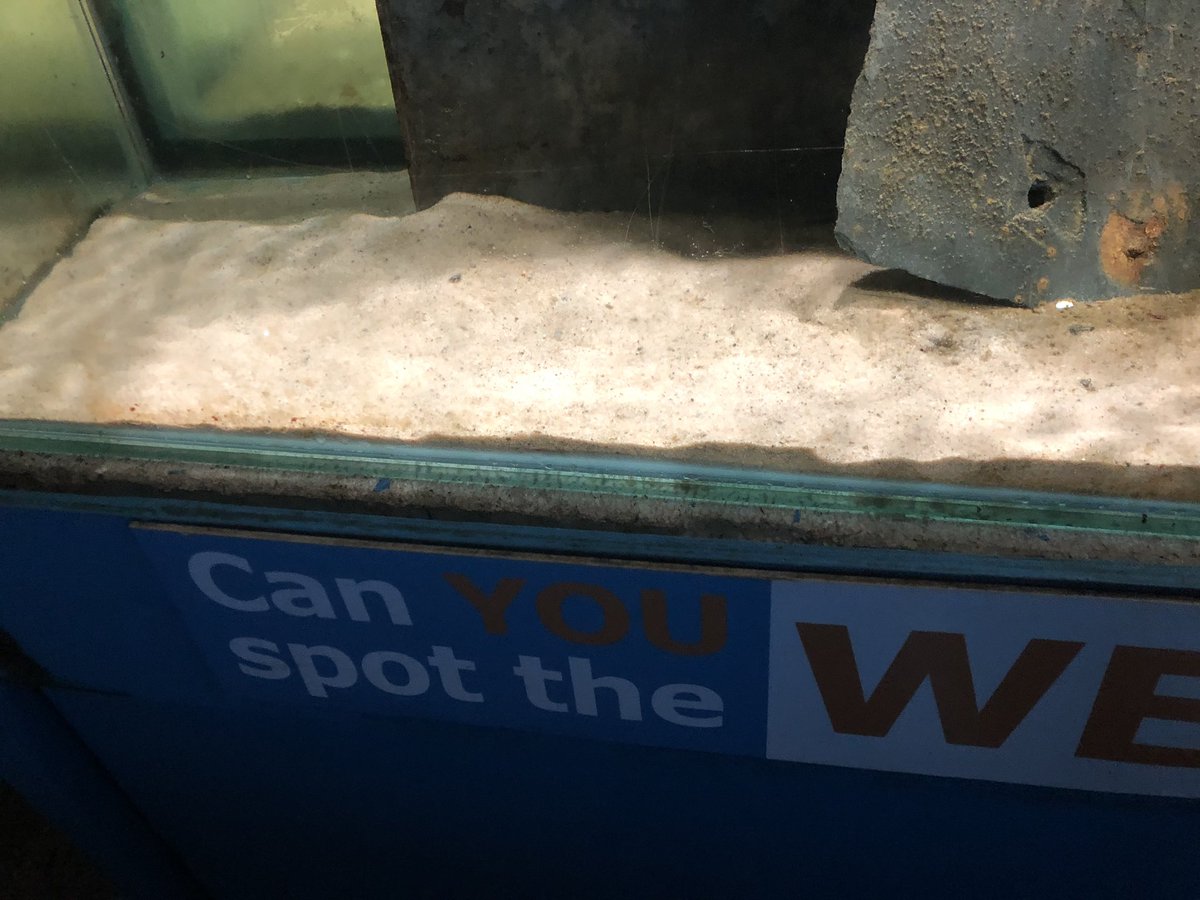 The Weever Fish hypothesis .

Weever fish populations are greater on beaches with fine sand. 

Anyone care to get a project going ?
First 2 photos yes it’s easy - course sand. Last photo it’s impossible - fine sand. Less easily predated on beaches with finer sand?