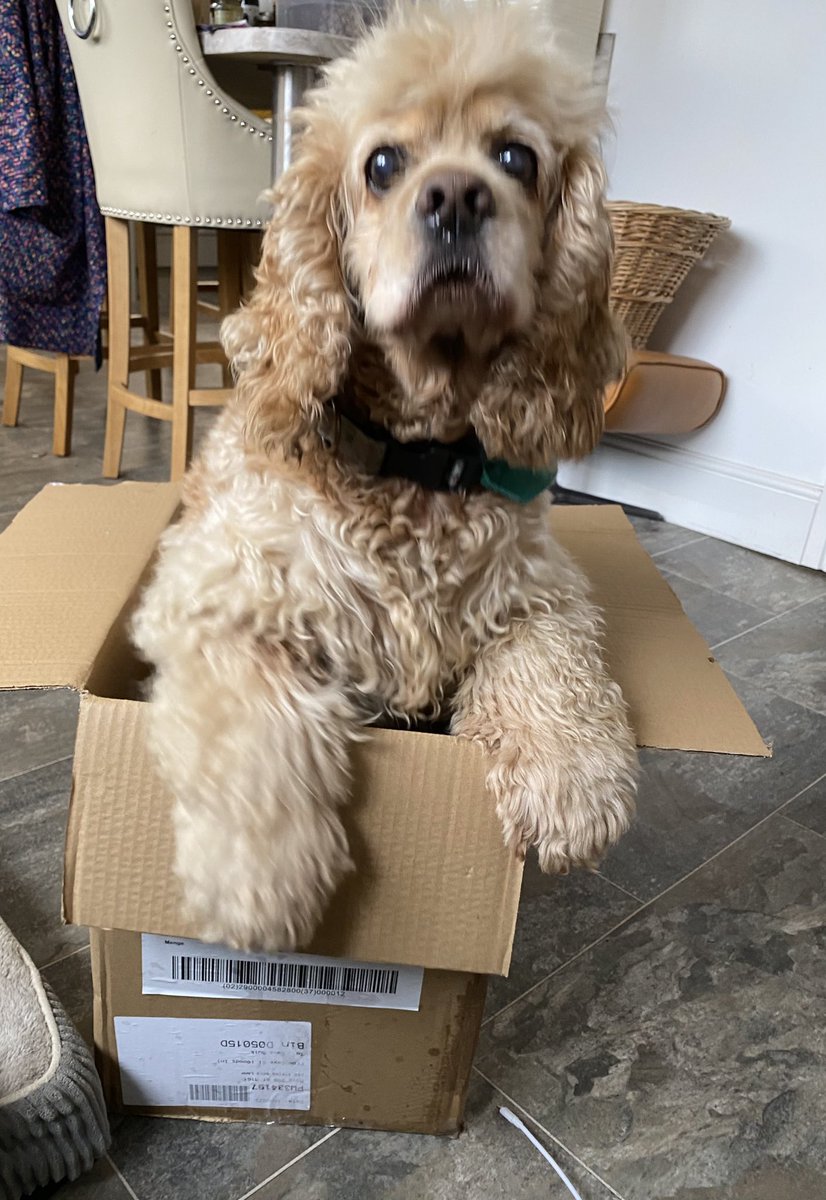 SpanielsSuper's tweet image. What are you cooking mum?

Where are you sending me?

Why is Mo laughing &amp;amp; passing sellotape?

#Mean
#FirstClassDelivery