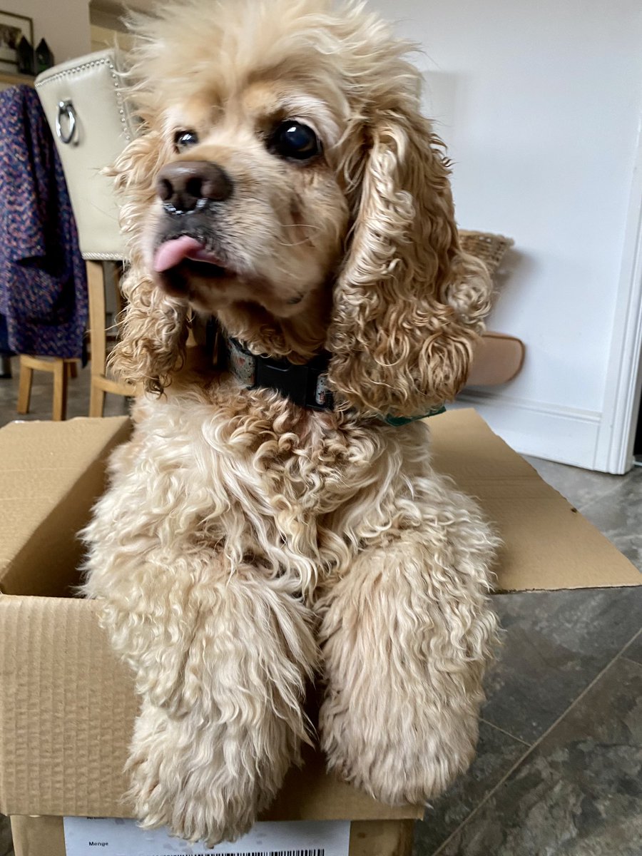 SpanielsSuper's tweet image. What are you cooking mum?

Where are you sending me?

Why is Mo laughing &amp;amp; passing sellotape?

#Mean
#FirstClassDelivery