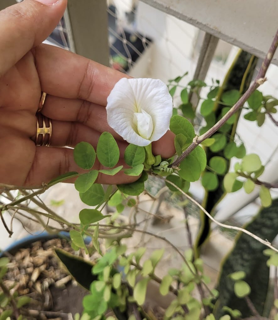 astutibb's tweet photo. Is a single Blue Pea/ Aprajita plant capable of producing 2 different coloured flowers- blue and white? I have a blue aprajita plant for last 3 years and suddenly today I saw a white flower blooming! #unhoni #StrangerThings #ThingsThatDontMakeSense #BluePea #Aparajita https://t.co/6U01hiNNWC